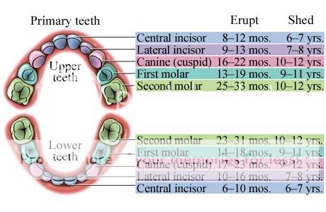 Order of teeth? — The Bump